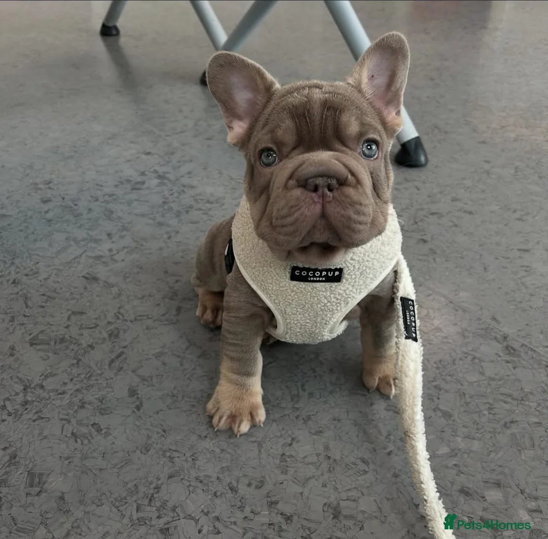 French Bulldog dogs for stud: Visual Fluffy New Shade Rojo Tri Merle 🦁🍫🎨  in Bangor - Advert 23