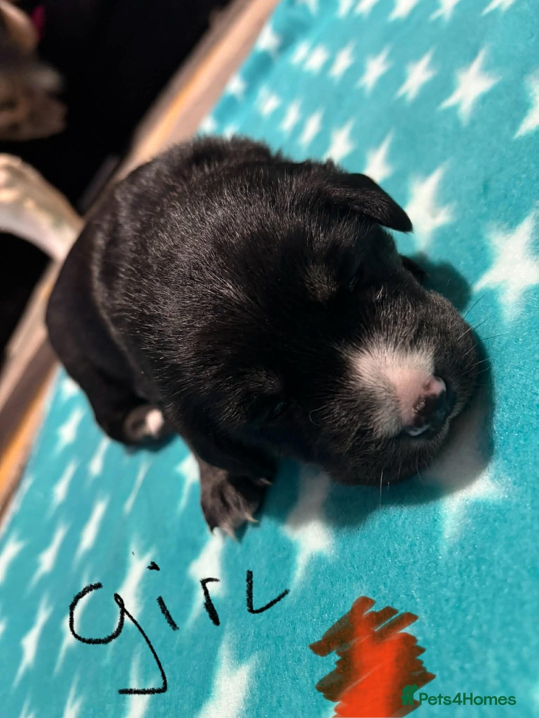 Mixed Breed dogs for sale: Husky x labrador puppies - Advert 5