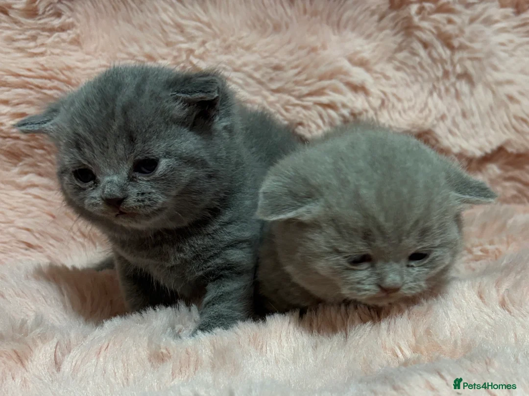 British Shorthair cats for sale: Beautiful British short hair kittens  - Advert 9