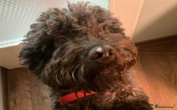 Lagotto Romagnolo dogs for sale: Lagotto Romagnolo - The Best breed ever  - Image 17