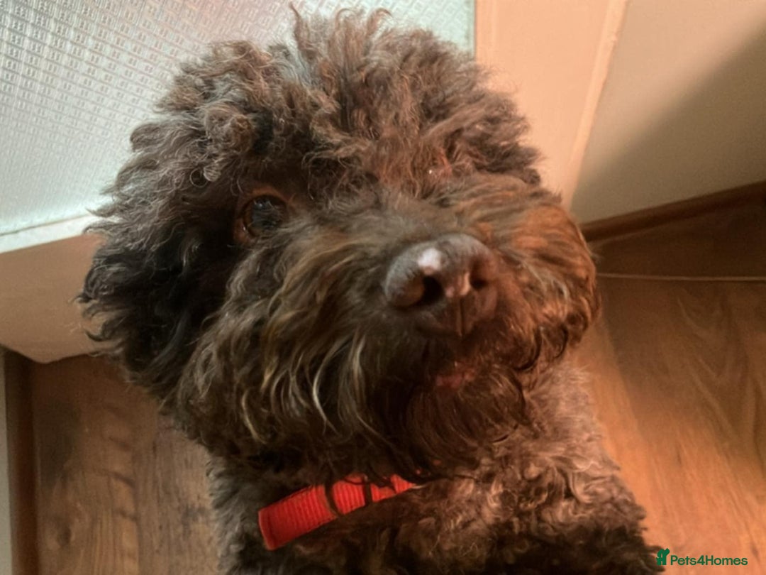 Lagotto Romagnolo dogs for sale: Lagotto Romagnolo - The Best breed ever  - Image 17