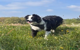 Border Collie dogs for sale: Border Collie for Rehome - Image 2