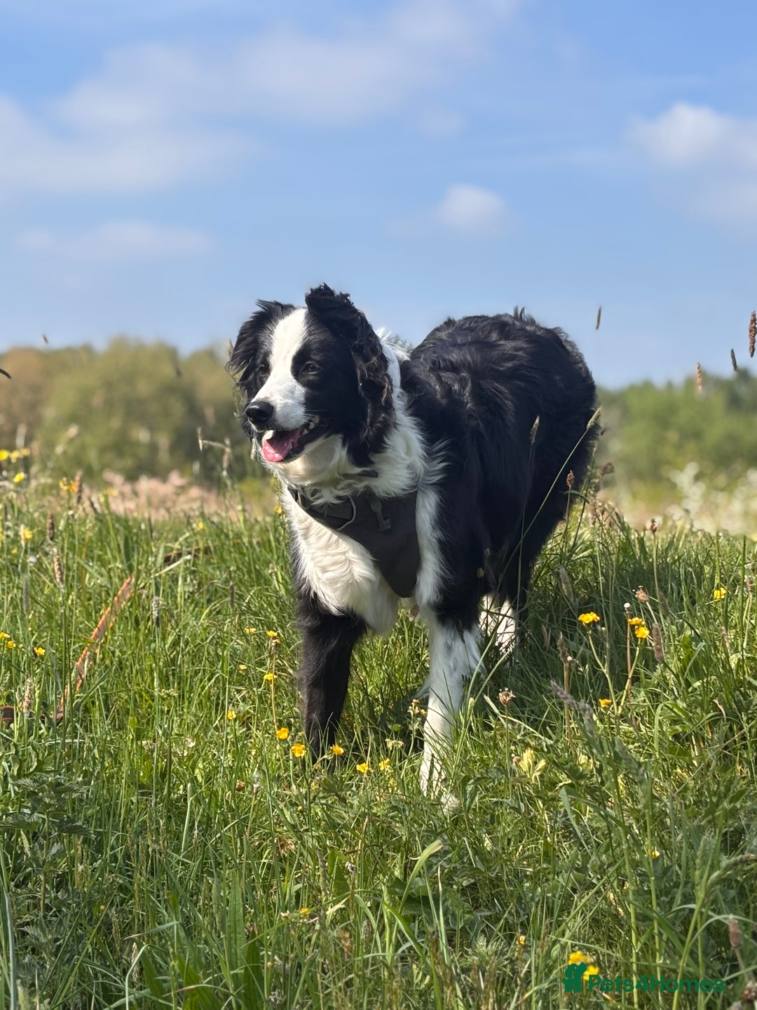 Border Collie dogs for sale: Border Collie for Rehome - Image 2