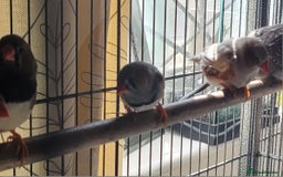 Mixed Breed birds for sale: Kakarikis, budgies and finches - Image 6