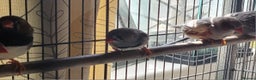 Mixed Breed birds for sale: Kakarikis, budgies and finches - Advert 6