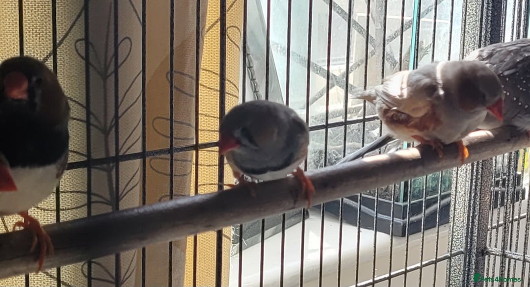 Mixed Breed birds for sale: Kakarikis, budgies and finches - Image 6