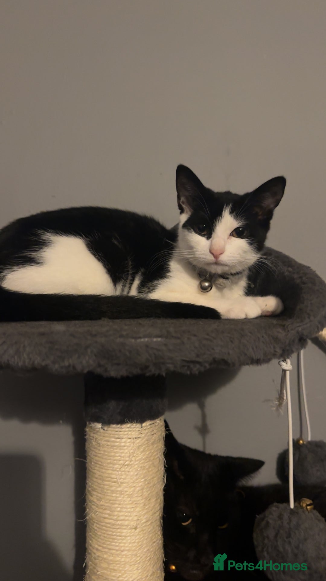 Mixed Breed cats for sale: Kiara    ( f r e e to a good home ) - Image 4