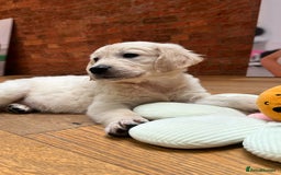 Golden Retriever dogs for sale: Adorable Golden Retriever Puppies  - Image 15