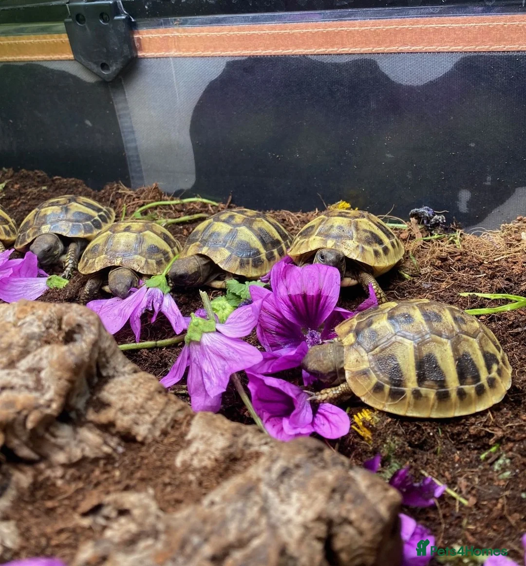 Tortoise reptiles for sale: Hermanns Tortoise Hatchlings - Advert 2