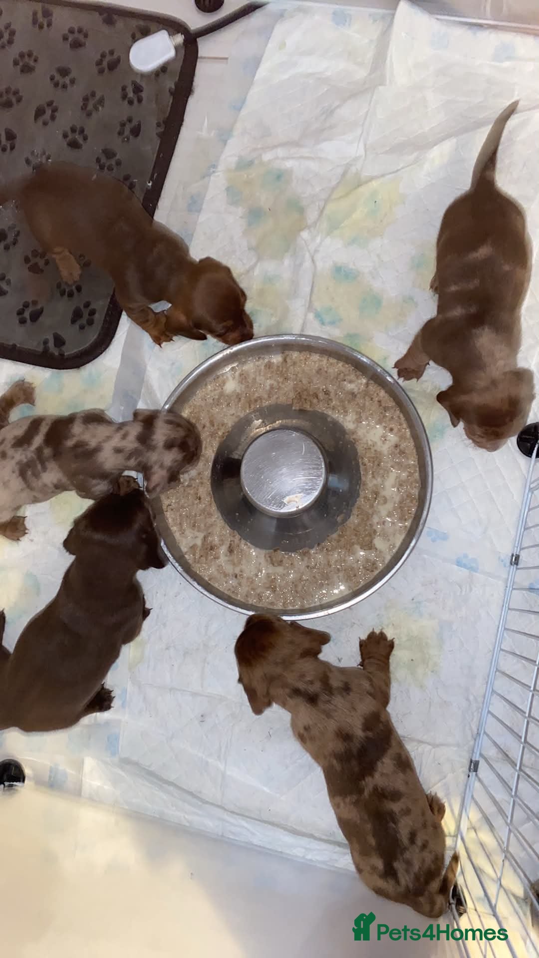 Dachshund dogs Miniature dachshund puppies  - Advert 18