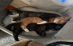 British Shorthair cats for sale: British Shorthair Cross Kittens  - Image 6