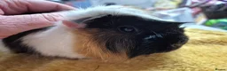 Guinea Pig rodents for sale: Pet Peruvian  in Beaworthy - Advert 2