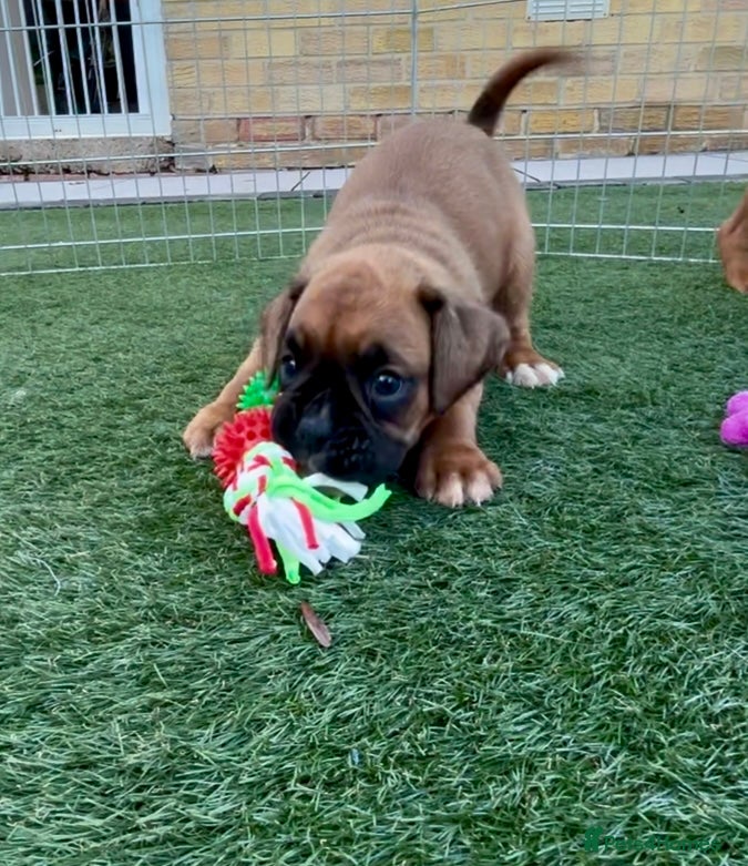 Boxer dogs Health tested kc red boxer puppies  - Advert 2