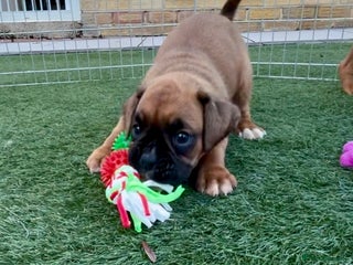 Boxer dogs Health tested kc red boxer puppies - Advert 18