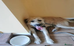 Mixed Breed dogs for adoption: 💙🐶 COOPER 🐶💙 - Image 11