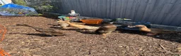 Ducks poultry for sale: Sexed duckes for sale  in Swindon - Advert 3