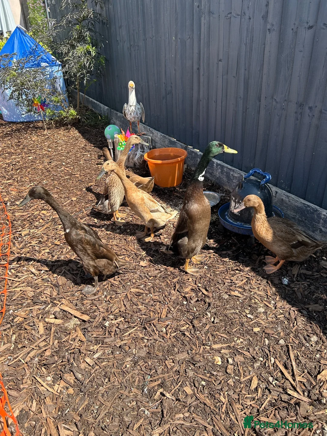 Ducks poultry for sale: Sexed duckes for sale  in Swindon - Advert 3