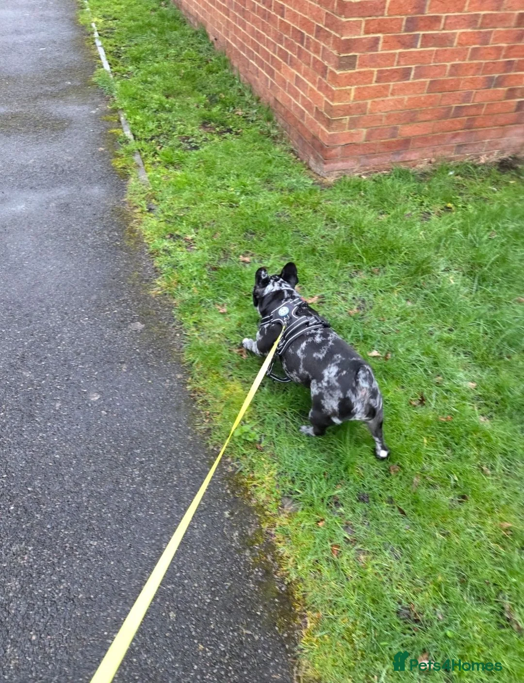 French Bulldog dogs for sale: Beautiful Merle French Bulldog - Advert 5