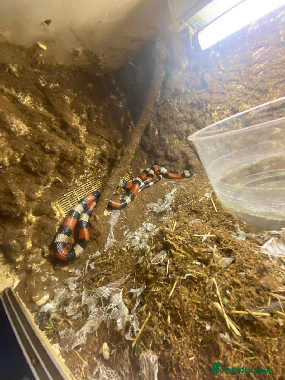 Milk Snake reptiles for sale: Pueblem milk snake  - Image 4