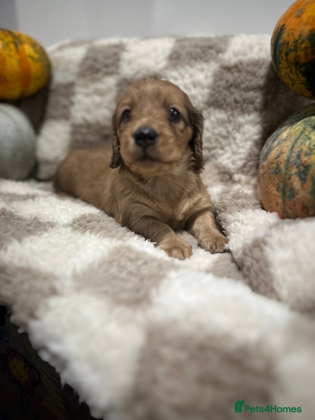 Miniature Dachshund dogs for sale: 5 Beautiful Long Haired Miniature Daschund’s   - Image 10