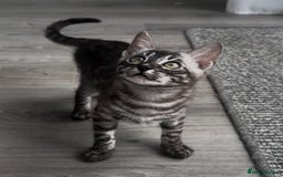 Bengal cats for sale: Breed quality silver bengal kittens 🐆💎🤍🩶🖤 - Image 14