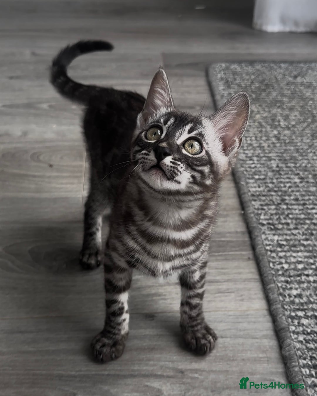 Bengal cats for sale: Breed quality silver bengal kittens 🐆💎🤍🩶🖤 - Image 14