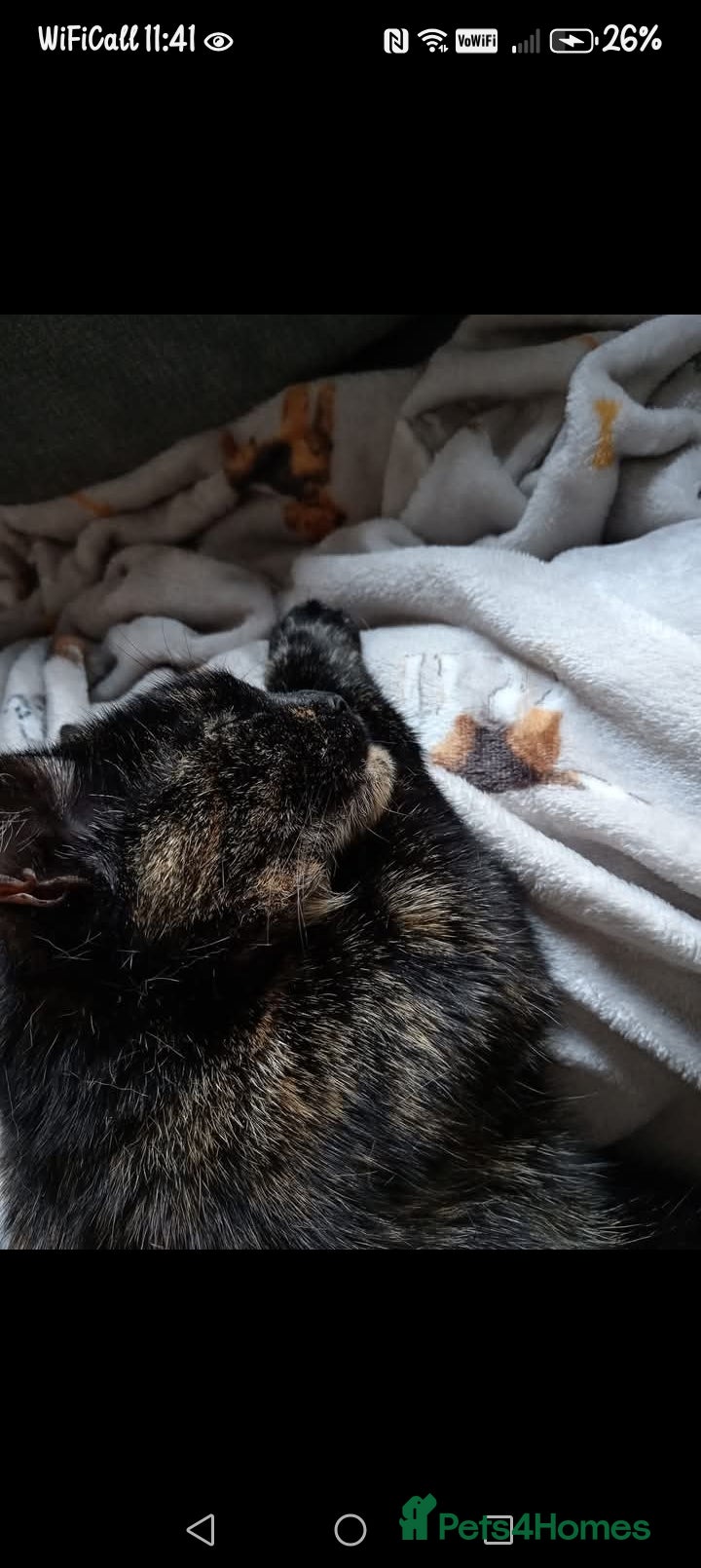 British Shorthair cats Black cat  - Advert 1