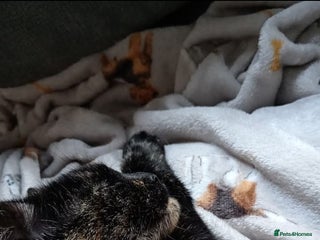 British Shorthair cats Black cat - Advert 9