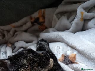 British Shorthair cats Black cat - Advert 2