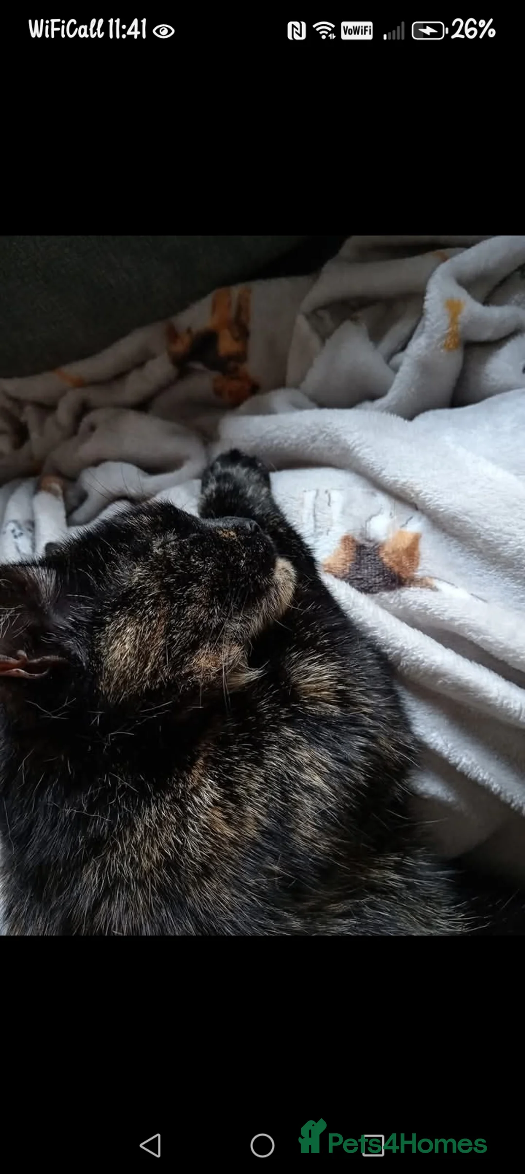 British Shorthair cats for sale: Black cat  - Advert 1