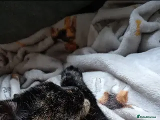 British Shorthair cats Black cat - Advert 5