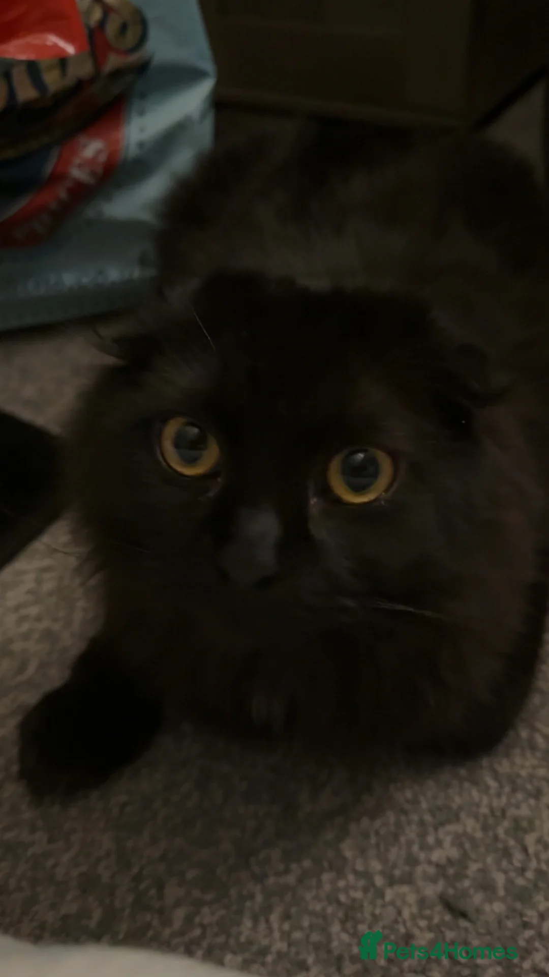 Scottish Fold cats for stud: Long haired Scottish fold stud in Nelson - Advert 3