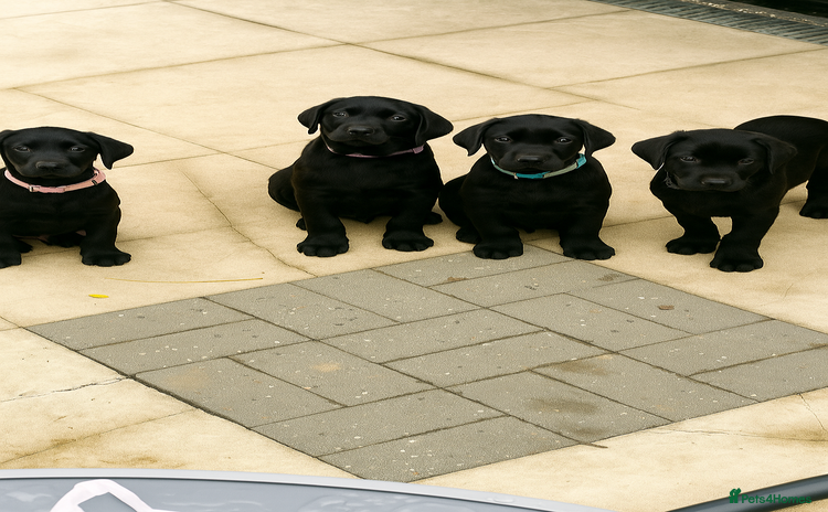 Labrador Retriever dogs - Advert 4