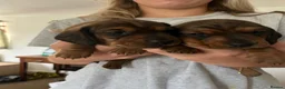 Miniature Dachshund dogs for sale: Two handsome KC miniature dauchounds for sale  - Advert 16