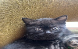 British Shorthair cats for sale: Two beautiful girl cats mum grey short haired  - Image 1