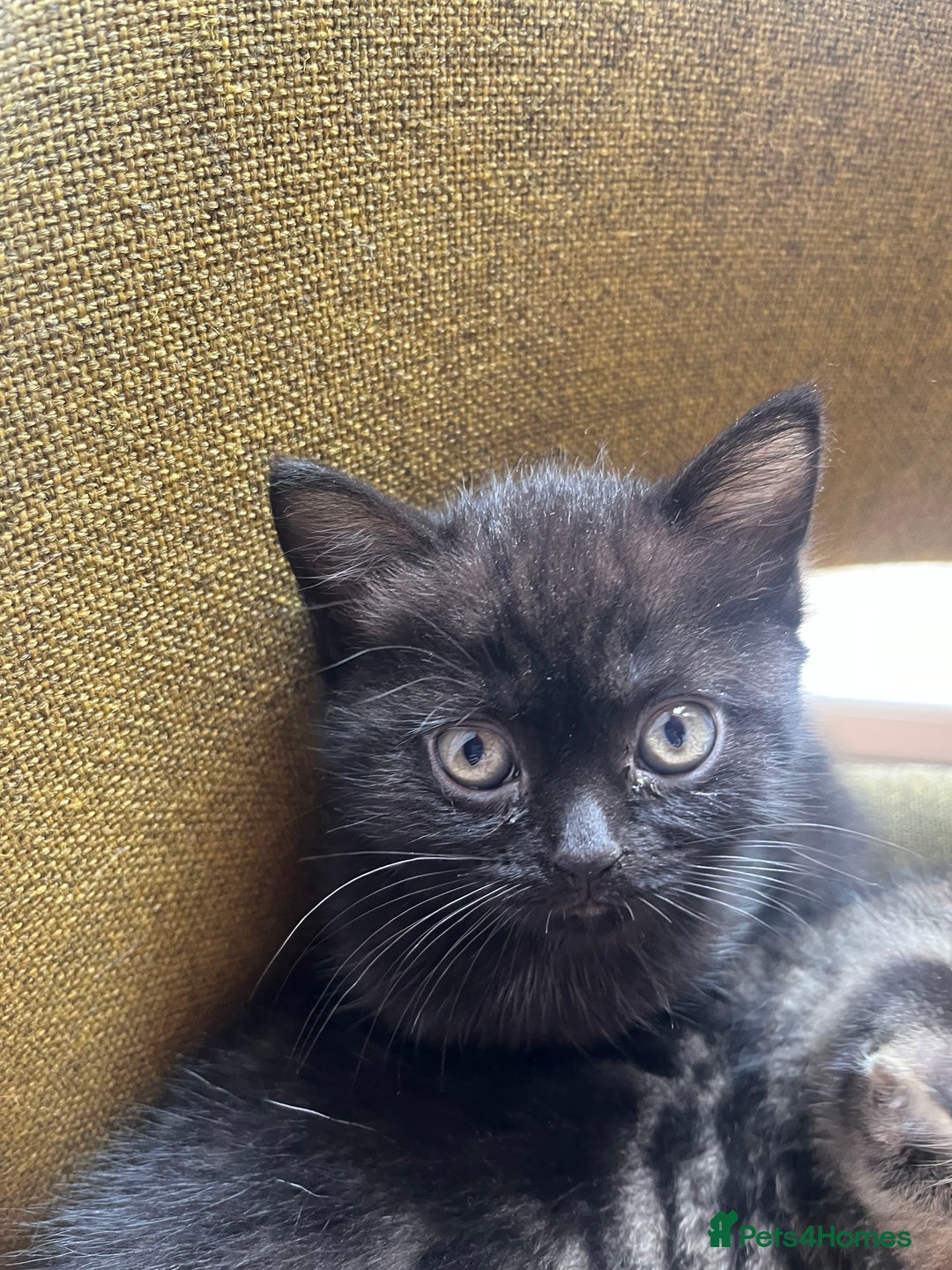 British Shorthair cats for sale: Two beautiful girl cats mum grey short haired  - Image 1