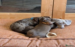 Miniature Dachshund dogs for sale: 7 Miniature Dachshunds for sale - Image 2