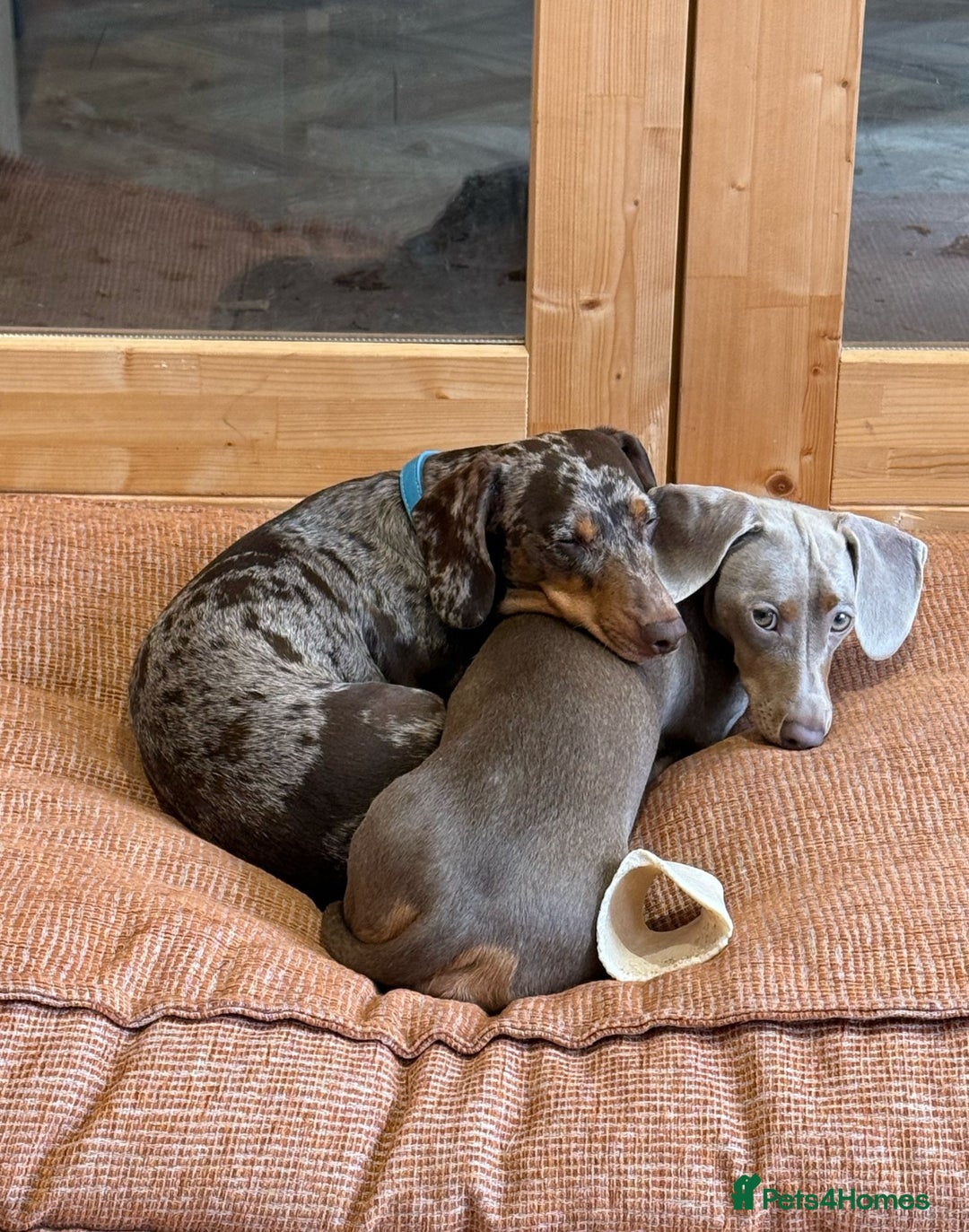Miniature Dachshund dogs for sale: 7 Miniature Dachshunds for sale - Image 2