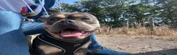 Mixed Breed dogs for sale: Meet blue in Normanton - Advert 1