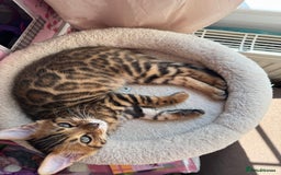 Bengal cats for sale: ✨Full Breed Bengal girl✨ - Image 5