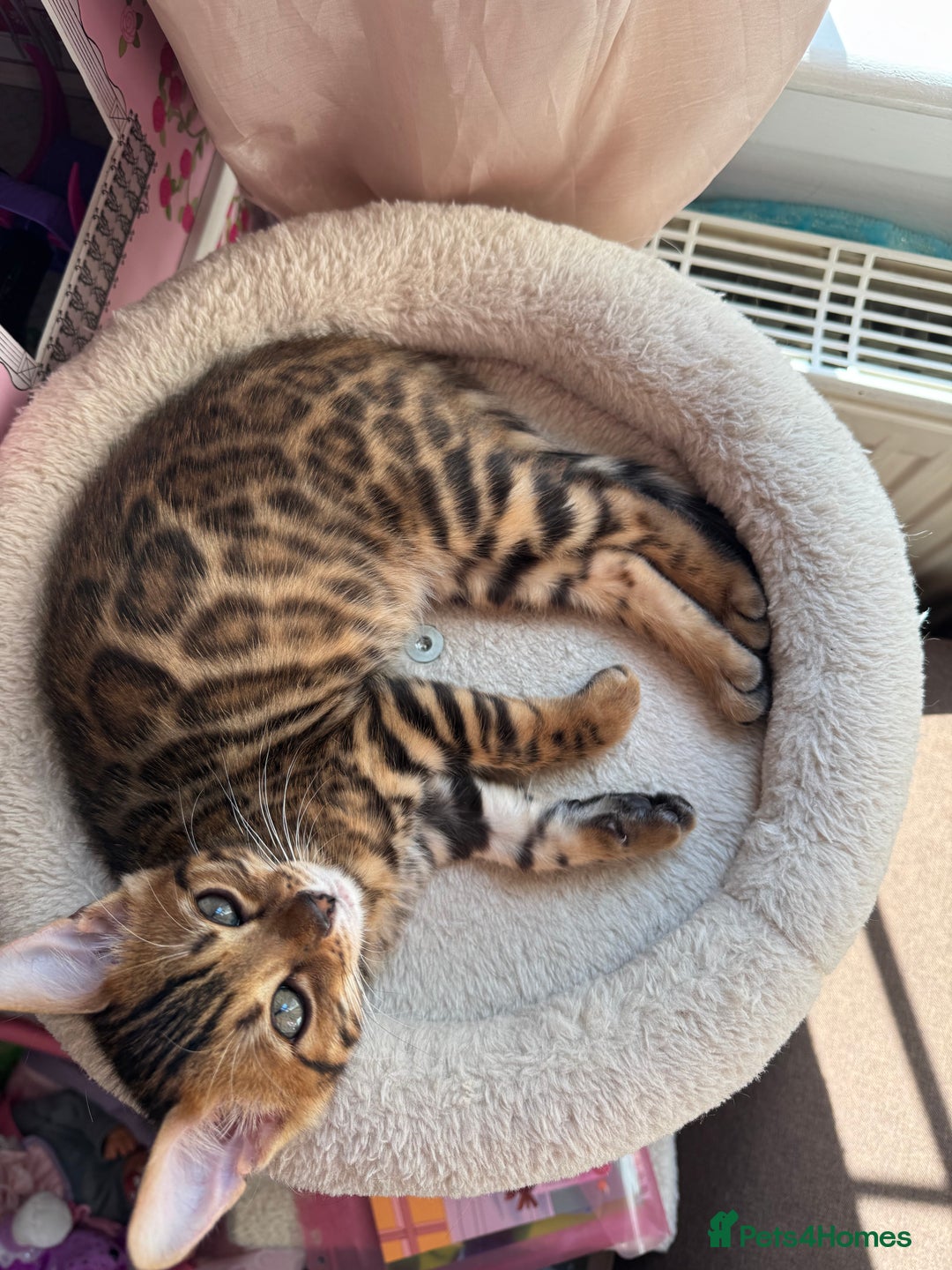 Bengal cats for sale: ✨Full Breed Bengal girl✨ - Image 5