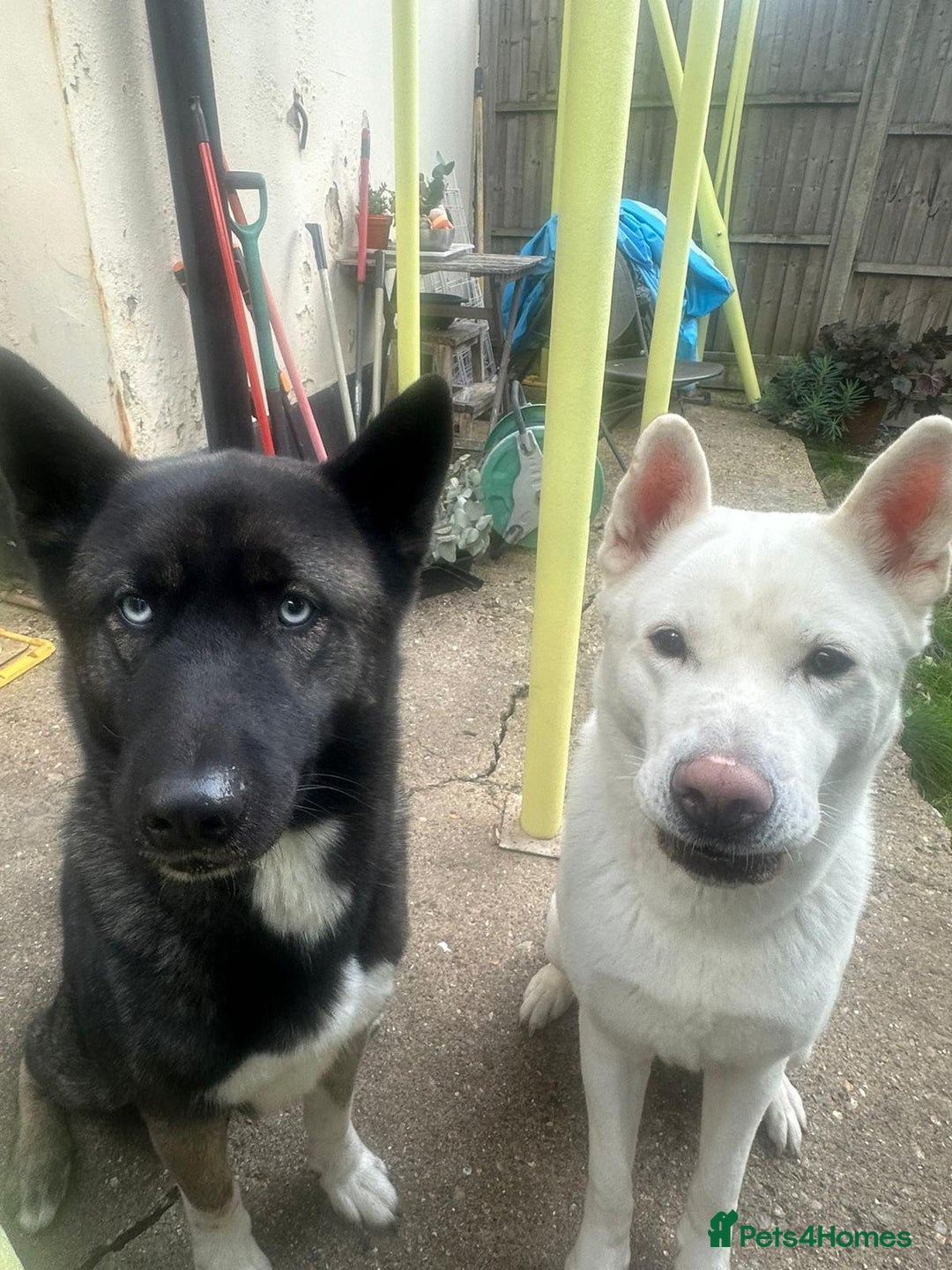 Akita dogs for sale: 7 beautiful American Akita Puppies - Advert 13