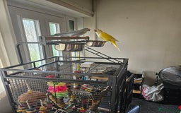 Mixed Breed birds for sale: 2 Tame Quaker Parrots For Sale - Image 2