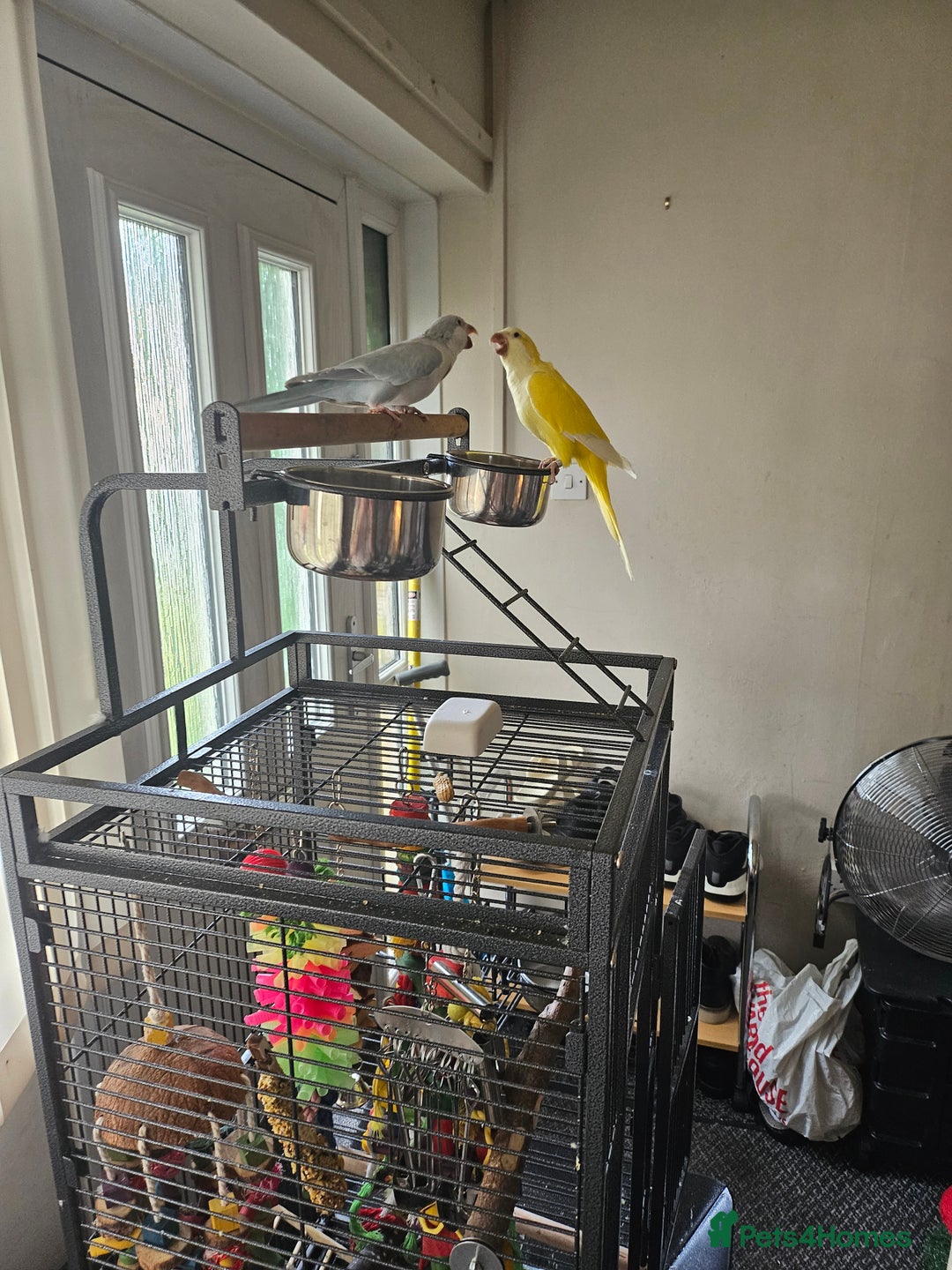 Mixed Breed birds for sale: 2 Tame Quaker Parrots For Sale - Image 2