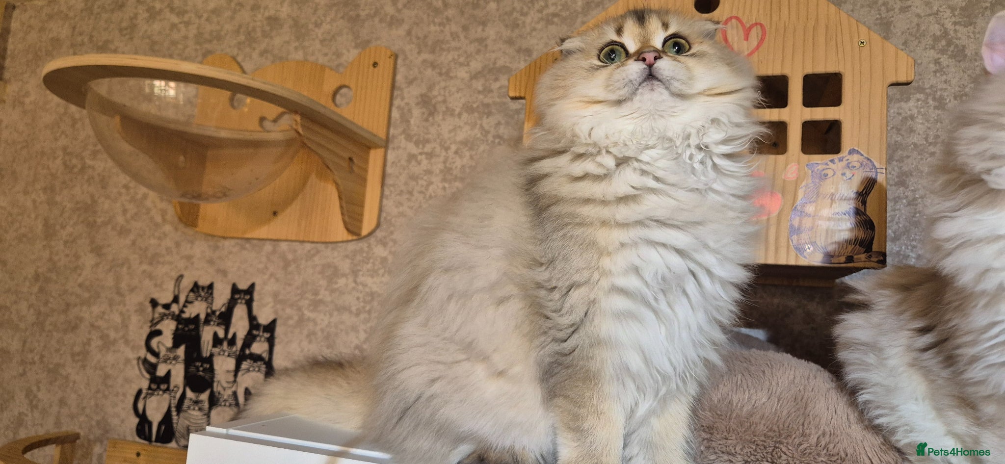 Scottish Fold cats for sale: In your lap Scottish Fold/Straight kittens  - Advert 16