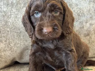 Cockapoo dogs for sale: BEAUTIUFL MIXED LITTER OF F1 COCKERPOOS - Advert 4