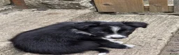 Border Collie dogs for sale: 14 week old male border collie puppy  - Advert 5