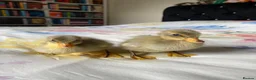 Ducks poultry for sale: Unsexed Indian Runner Ducklings + Fertile Eggs - Advert 5