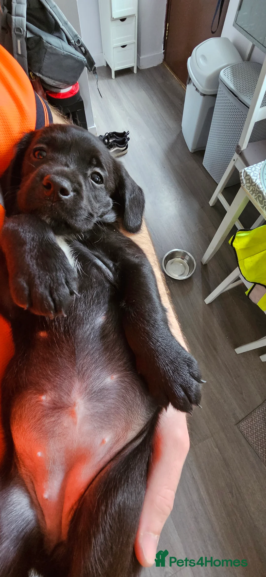 Labrador Retriever dogs for stud: Gorgeous Labrador retriever "PROVEN STUD" in Haddington - Advert 13