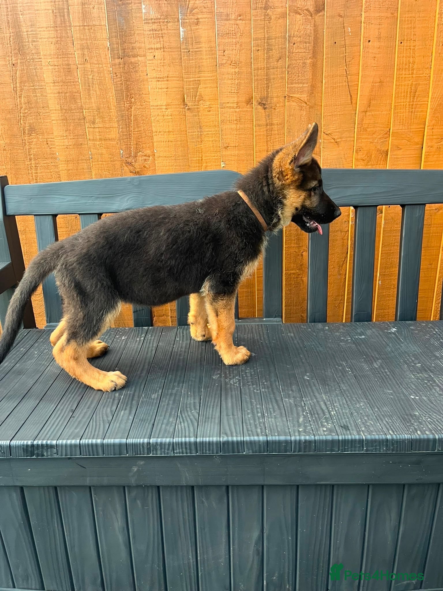 German Shepherd dogs German Shepard puppies ⭐️ready to be rehomed ⭐️ - Advert 2